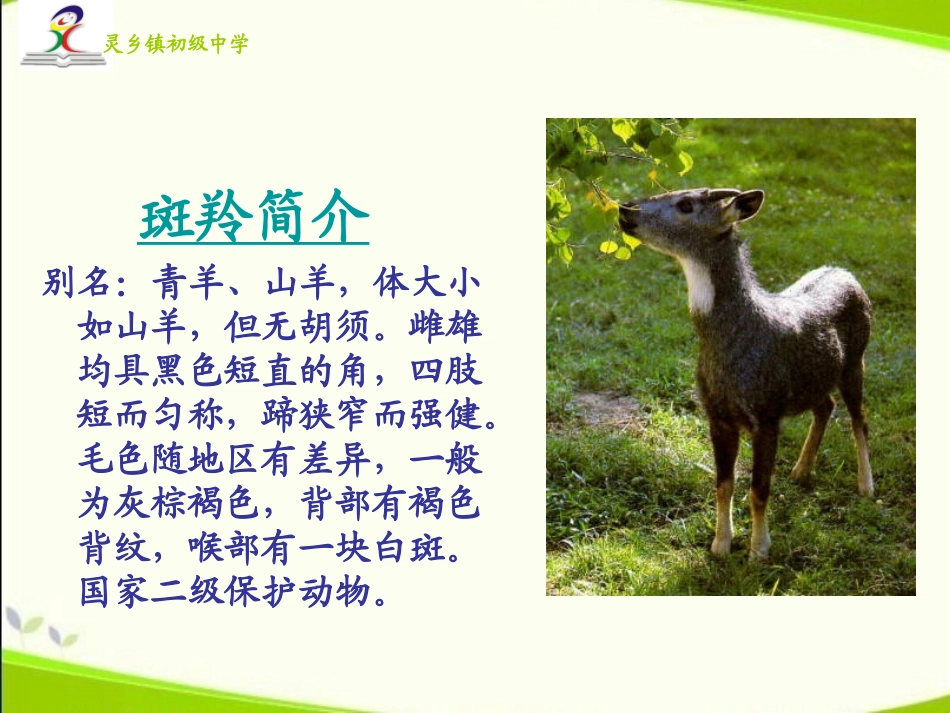 ppt斑羚飞渡_第2页