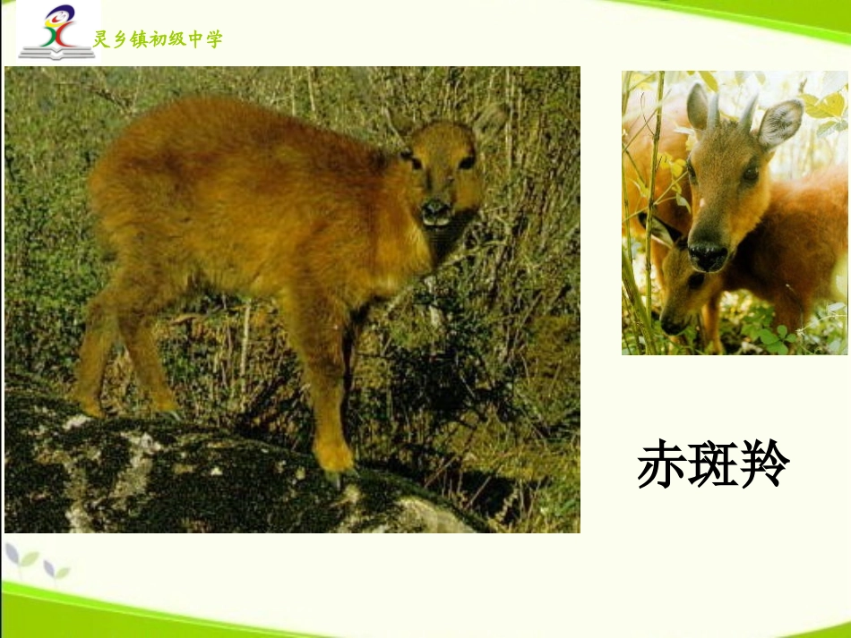 ppt斑羚飞渡_第3页