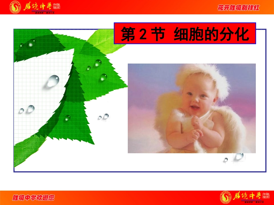 6.2细胞的分化_第1页
