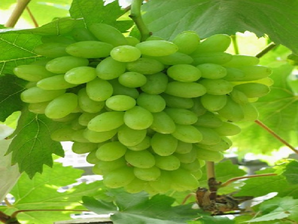 15课汉通西域和丝绸之路_第2页