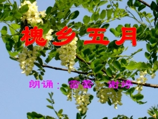 槐乡五月PPT-1