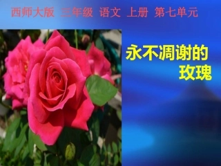 《永不凋谢的玫瑰》PPT马庄乡育才李兵丽