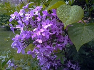 《一株紫丁香》安欢