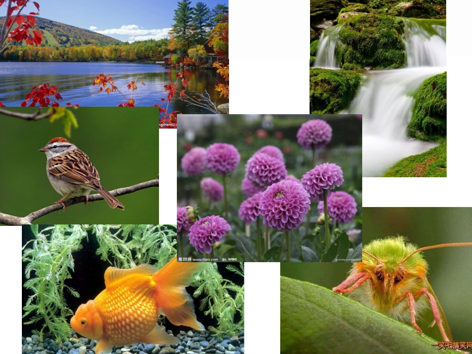 咏物诗(小倪)_第1页