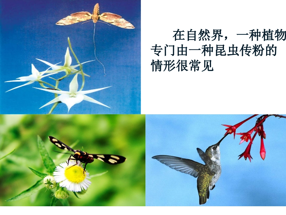 三-共同进化与生物多样性的形成_第3页