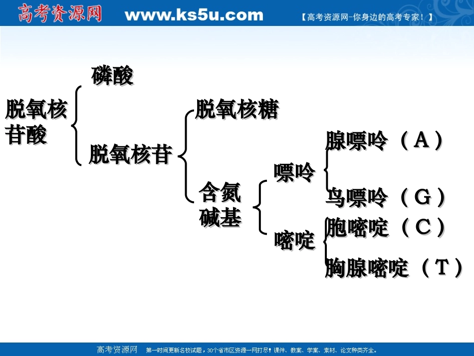 课题2-多聚酶链式反应扩增DNA片段-(2)_第3页