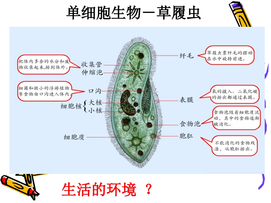 《细胞生活的环境》课件4_第2页