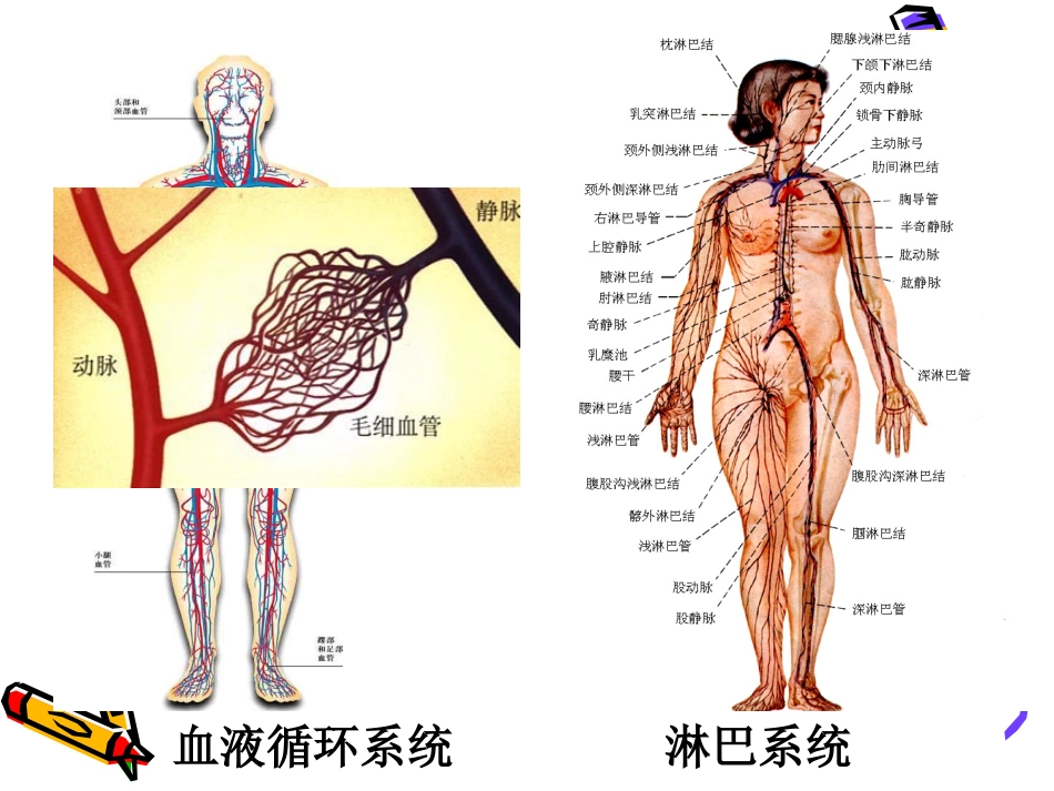 《细胞生活的环境》课件4_第3页