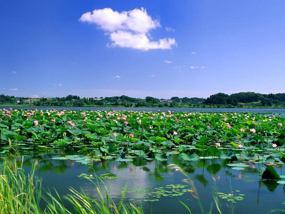 (部编)人教语文2011课标版一年级下册13.荷叶圆圆_第2页