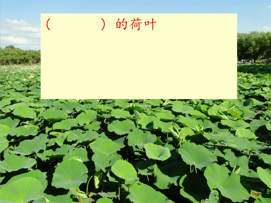 (部编)人教语文2011课标版一年级下册13.荷叶圆圆_第3页