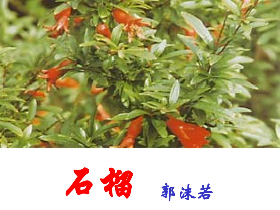 《石榴》课件2_第1页