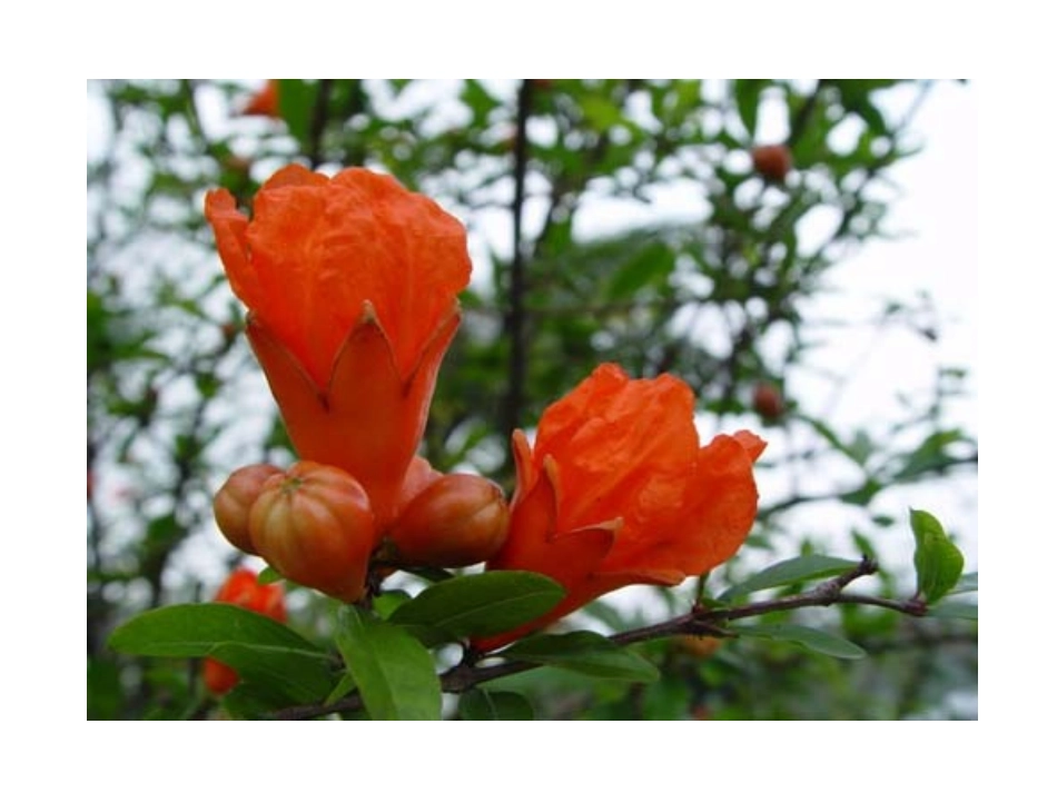 《石榴》课件2_第3页