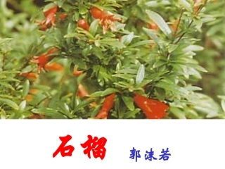 《石榴》课件2