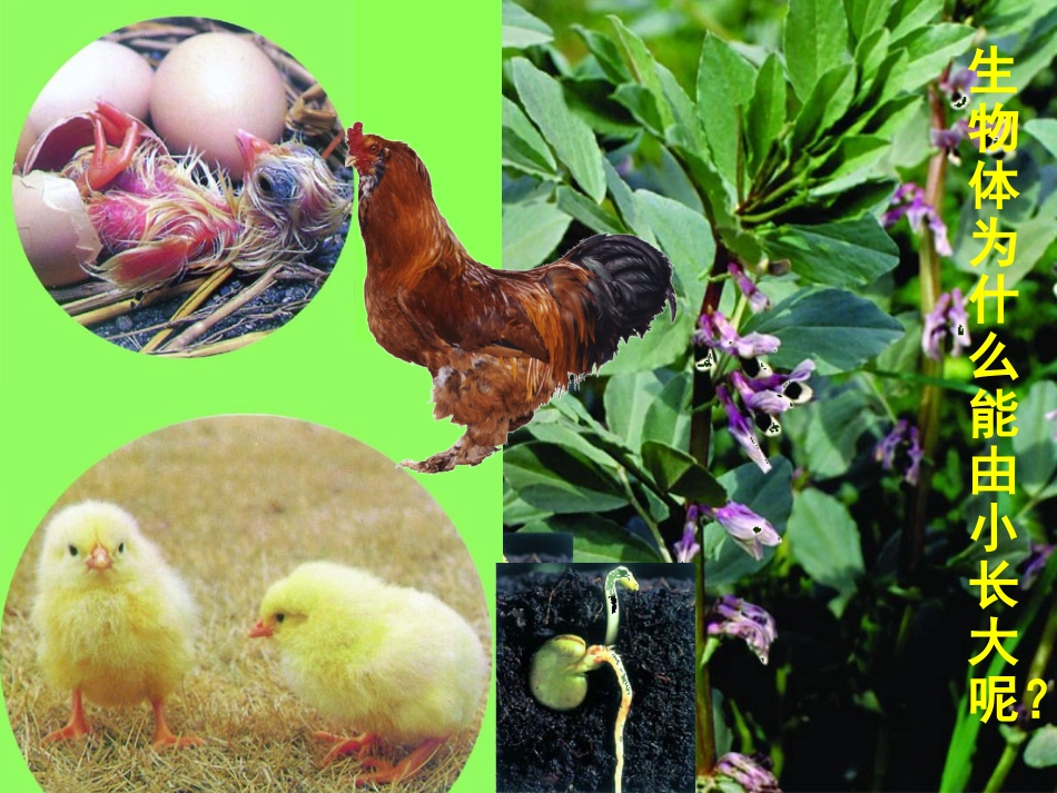 第2节细胞的分裂和分化_第1页