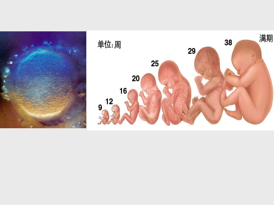 第2节细胞的分裂和分化_第2页