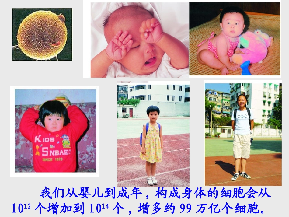 第2节细胞的分裂和分化_第3页