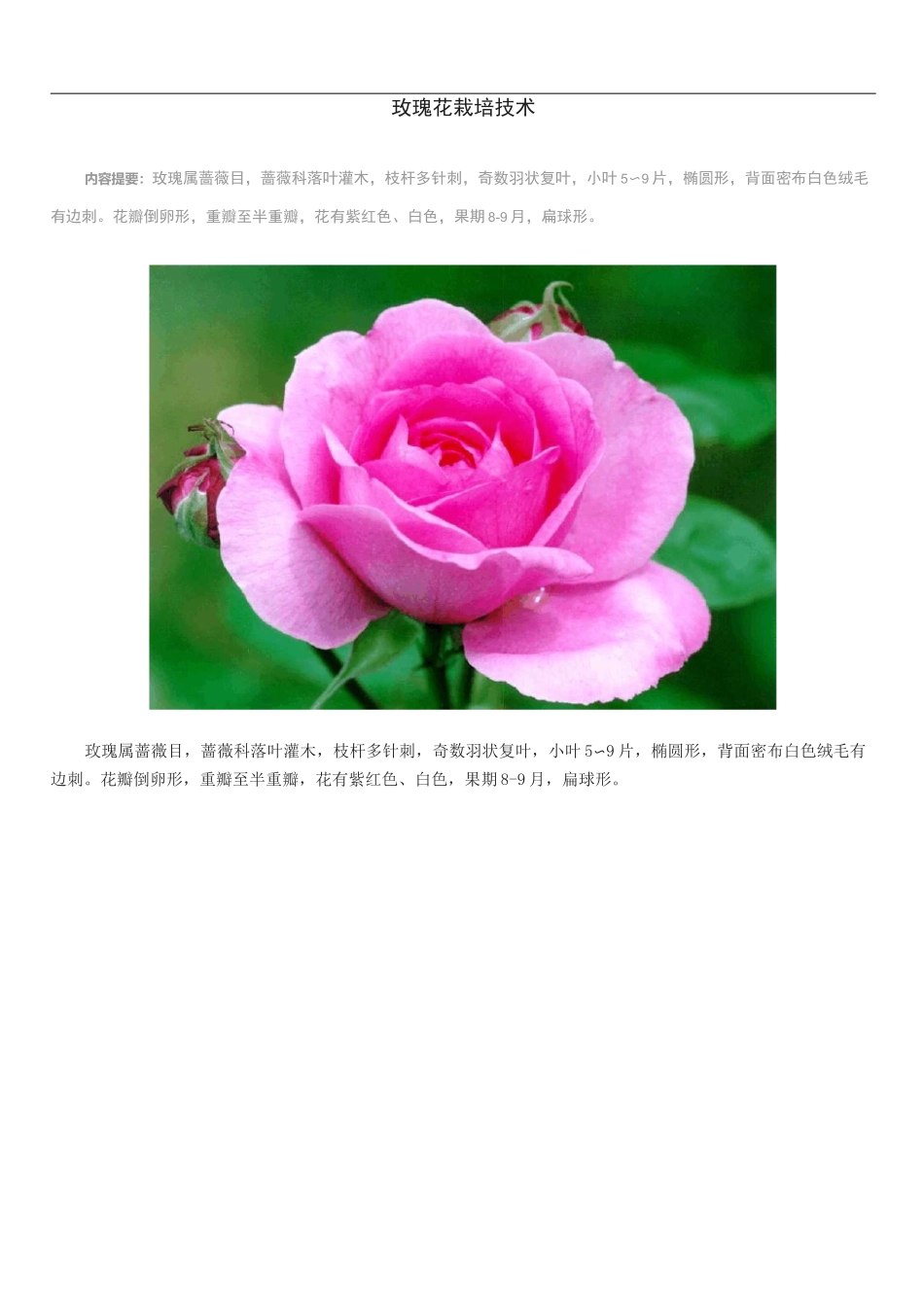 玫瑰花栽培技术_第1页