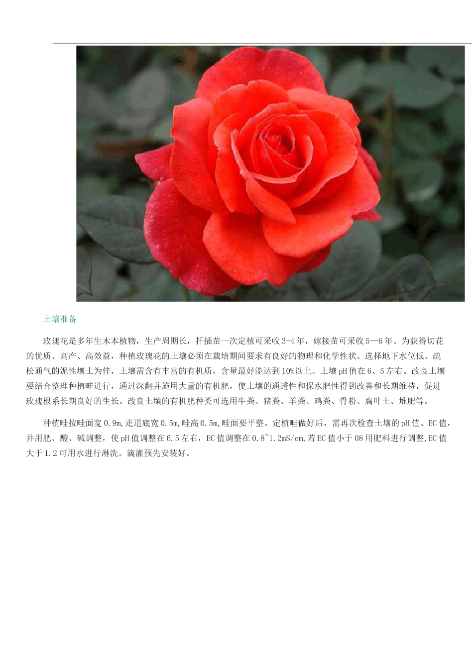 玫瑰花栽培技术_第2页