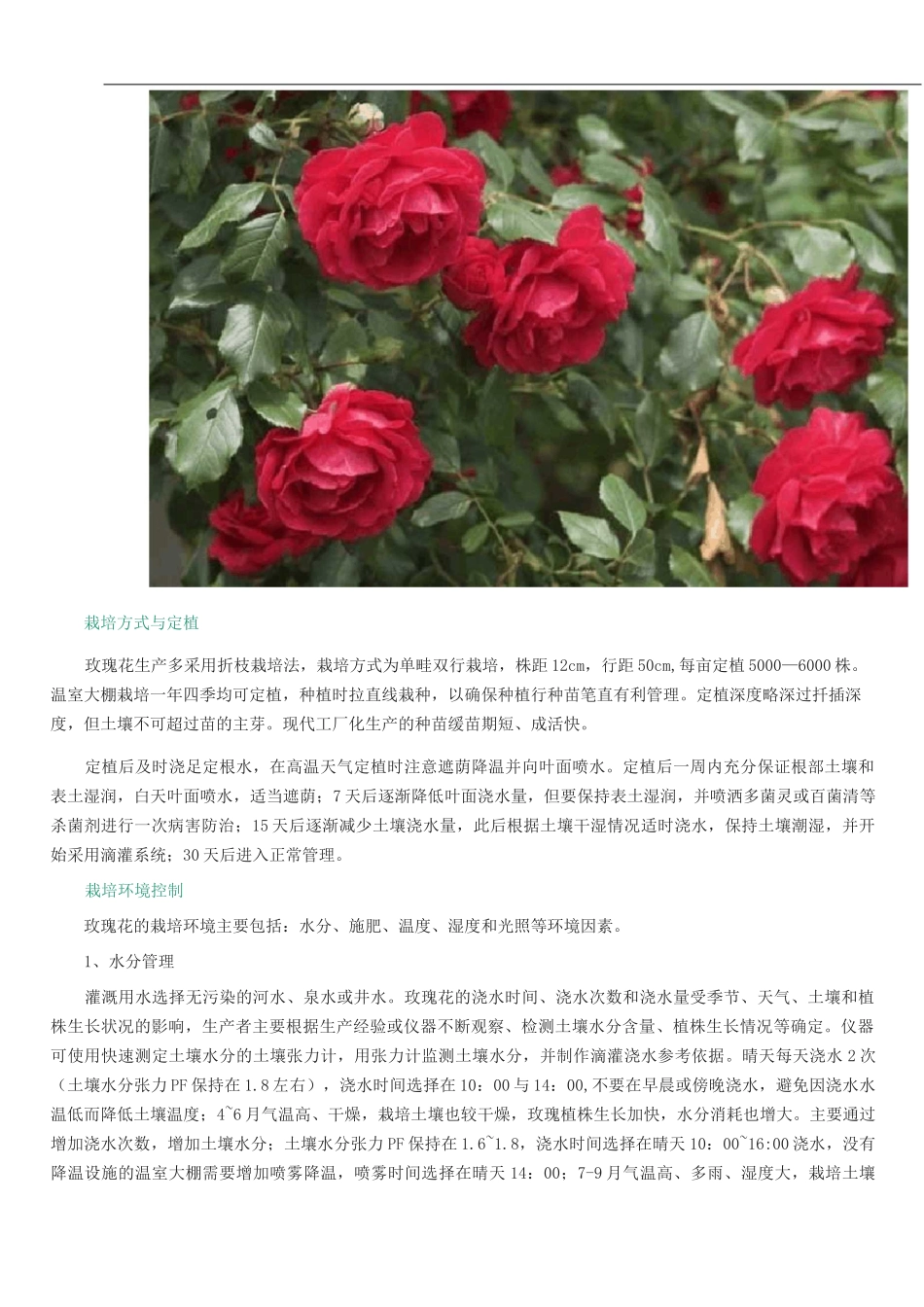 玫瑰花栽培技术_第3页