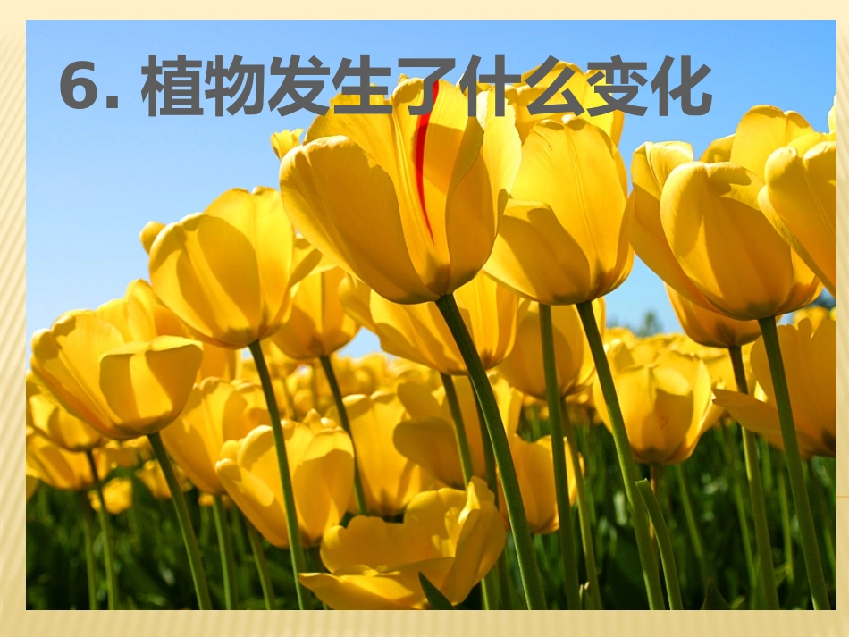 植物发生了什么变化_第1页