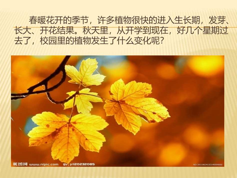 植物发生了什么变化_第2页