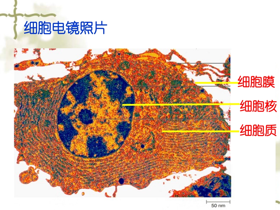 人教版必修1第三章第3节细胞核——系统的控制中心(共36张PPT)_第2页
