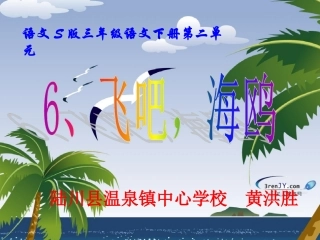 6飞吧-海鸥