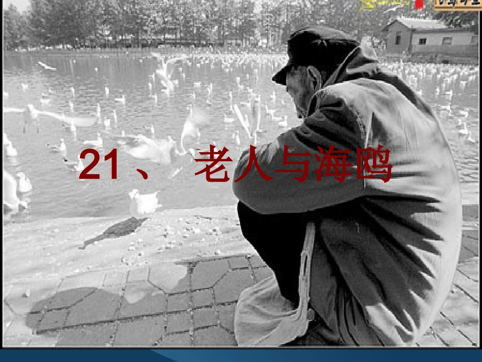 《老人与海鸥》ppt课件1-(2)_第1页