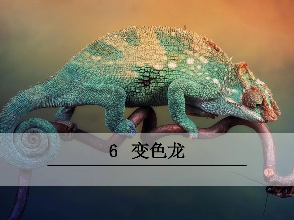 6变色龙-(2)_第1页