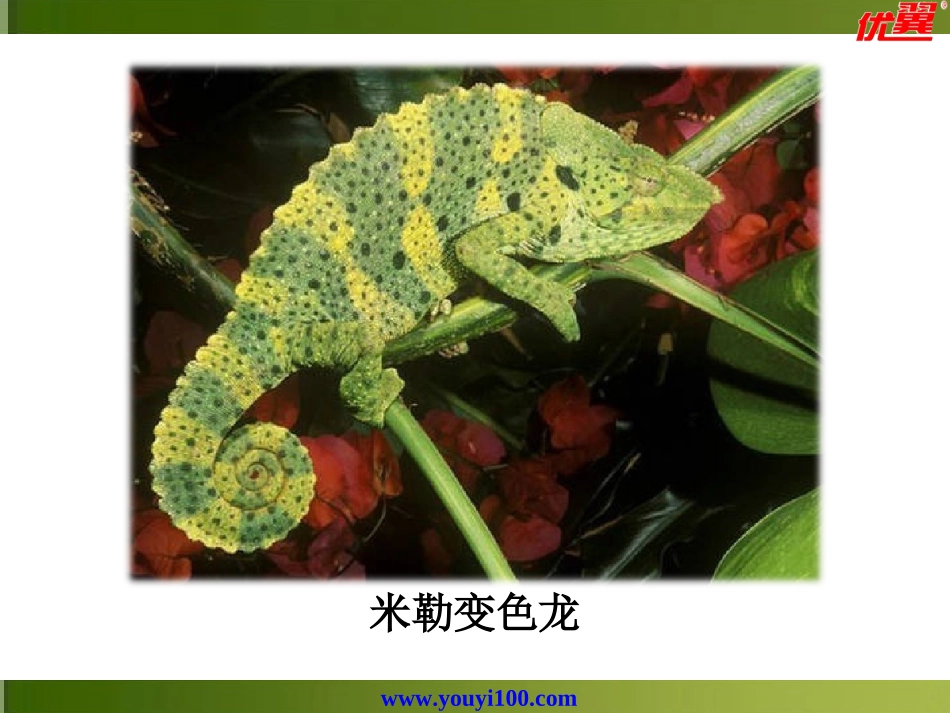 6变色龙-(2)_第3页