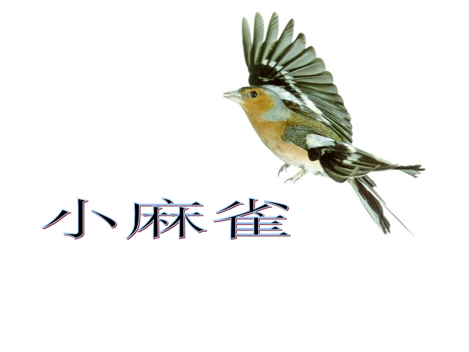 1.小麻雀-_第1页
