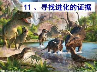 11寻找进化的证据