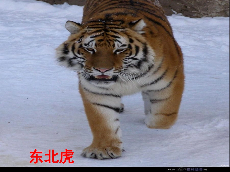 人教2011版小学数学三年级万以内的加法和减法(二)加法_第3页