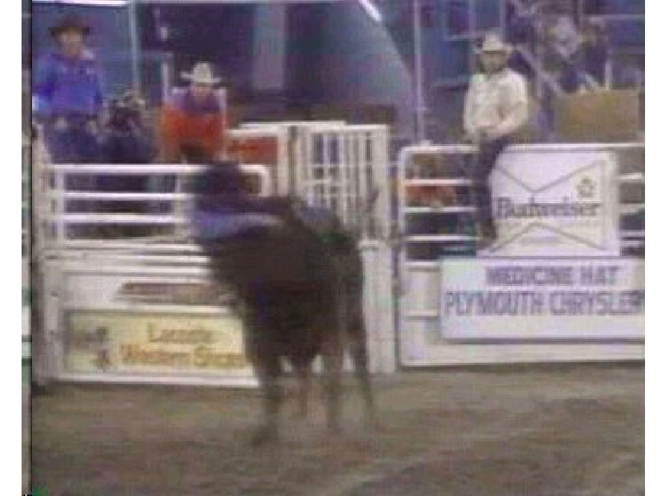 7、骑牛比赛_第2页