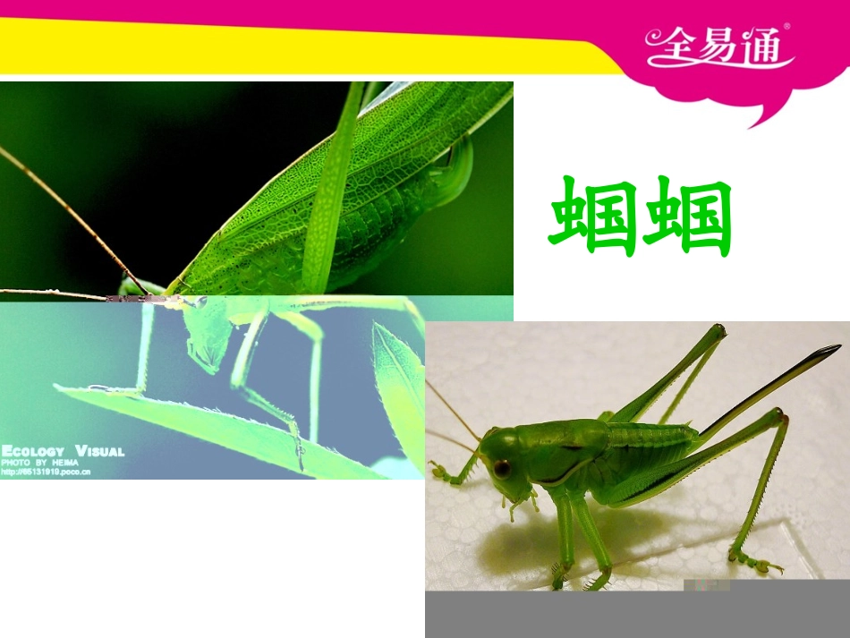 5送给盲婆婆的蝈蝈_第3页