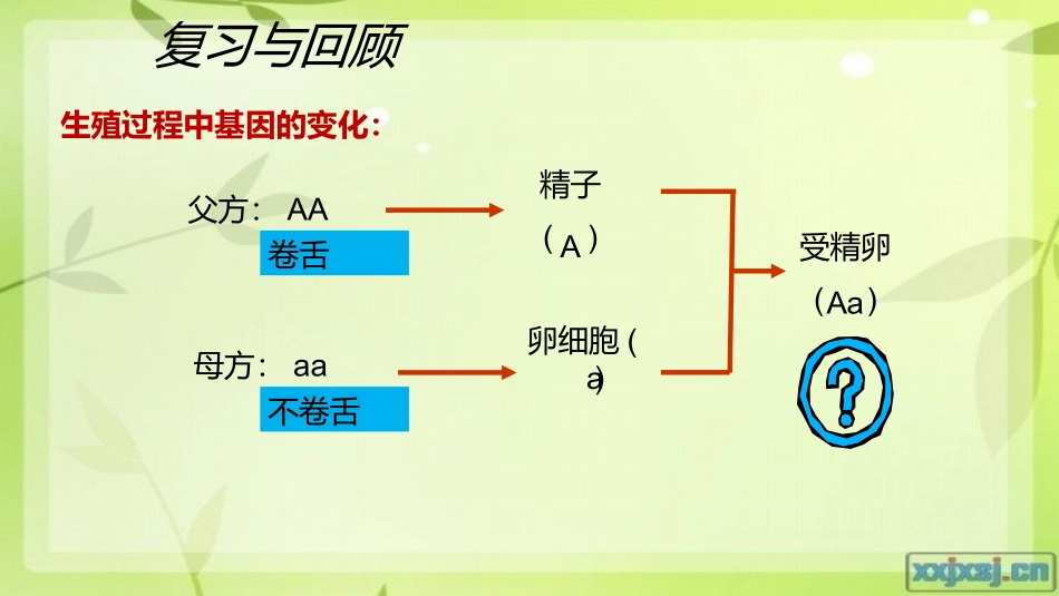 第三节基因的显性和隐性_第2页