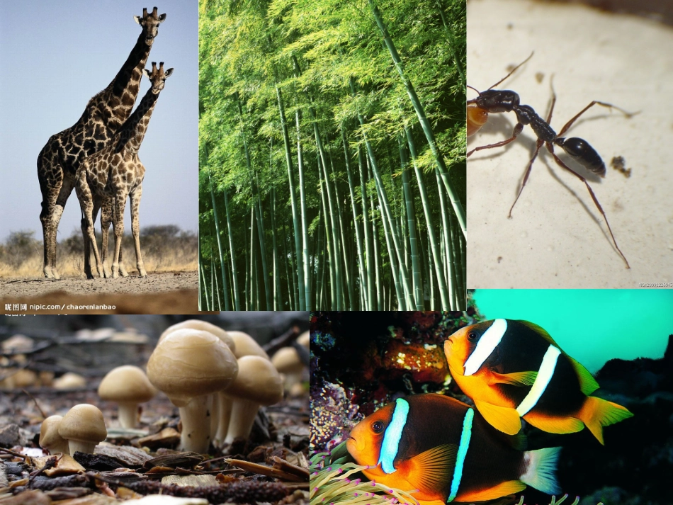 第1节生物的命名和分类_第1页