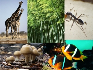 第1节生物的命名和分类