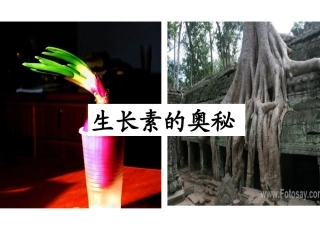 2.生长素的生理作用