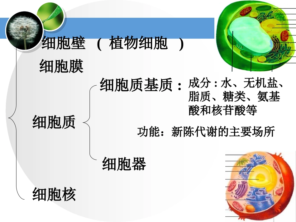 细胞质和细胞器_第2页