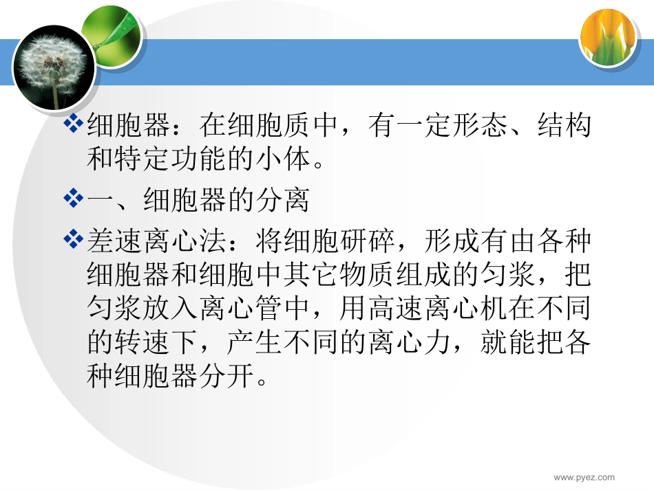 细胞质和细胞器_第3页