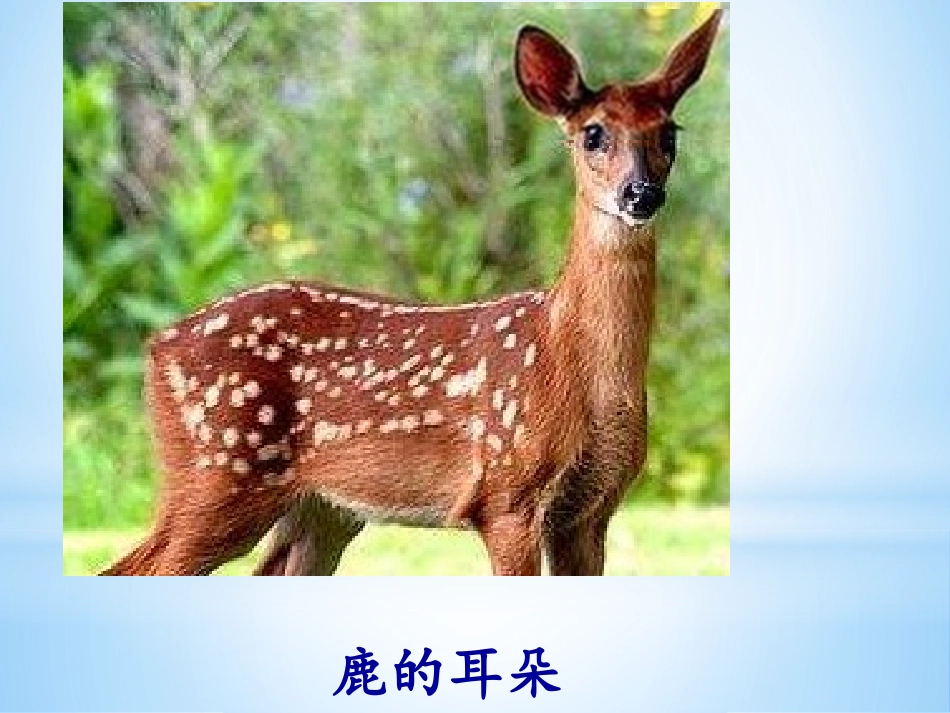 19大象的耳朵-(2)_第3页