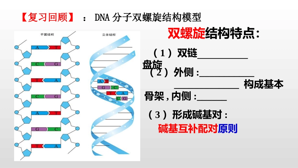 DNA分子的复制_第2页