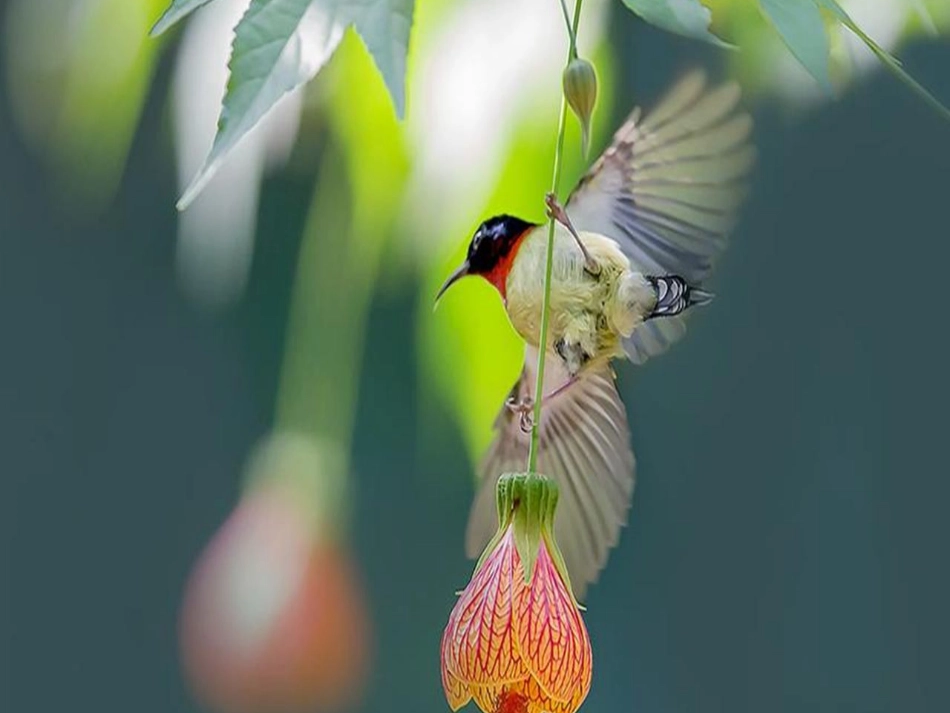 26父亲-树林和鸟_第2页