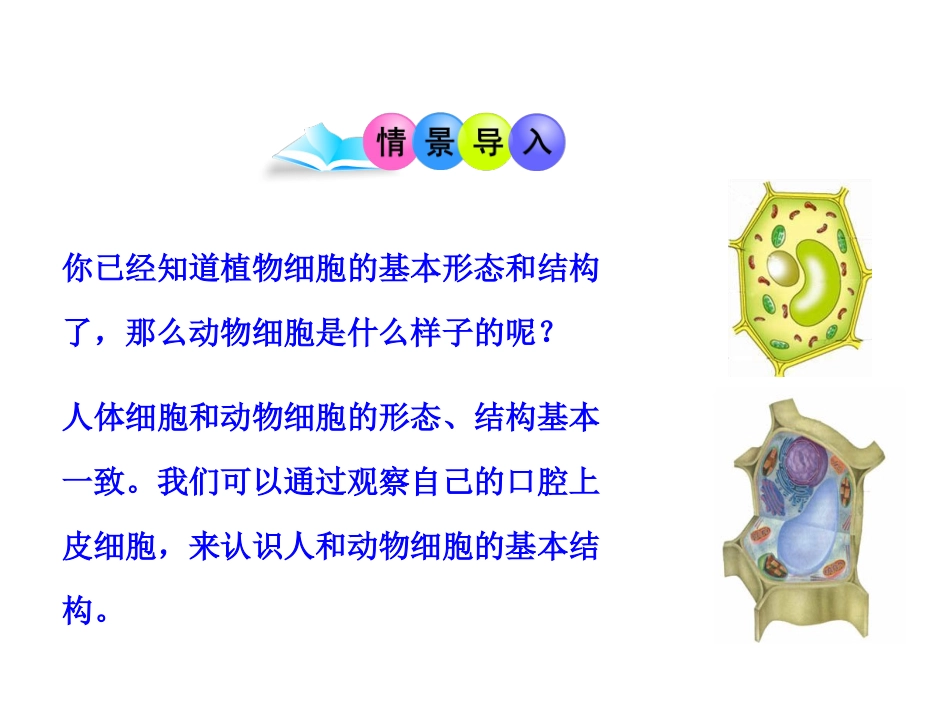 第三节-观察动物细胞-(2)_第3页