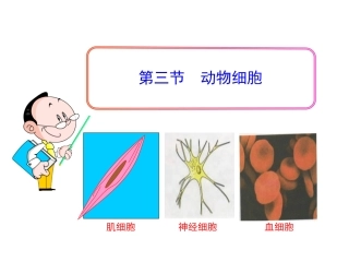 第三节-观察动物细胞-(2)