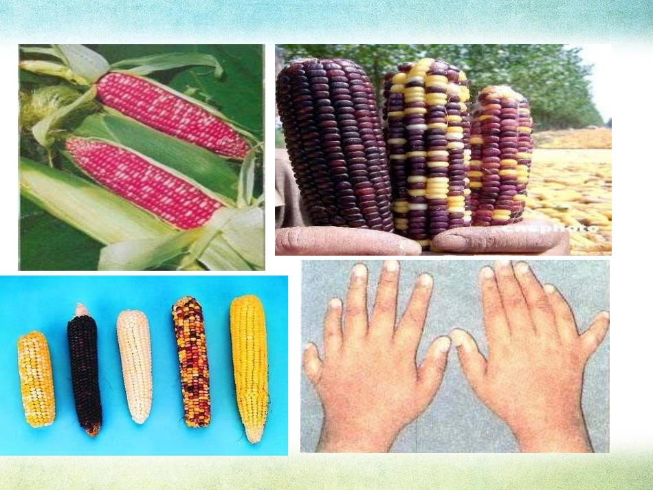 2生物的变异现象_第3页