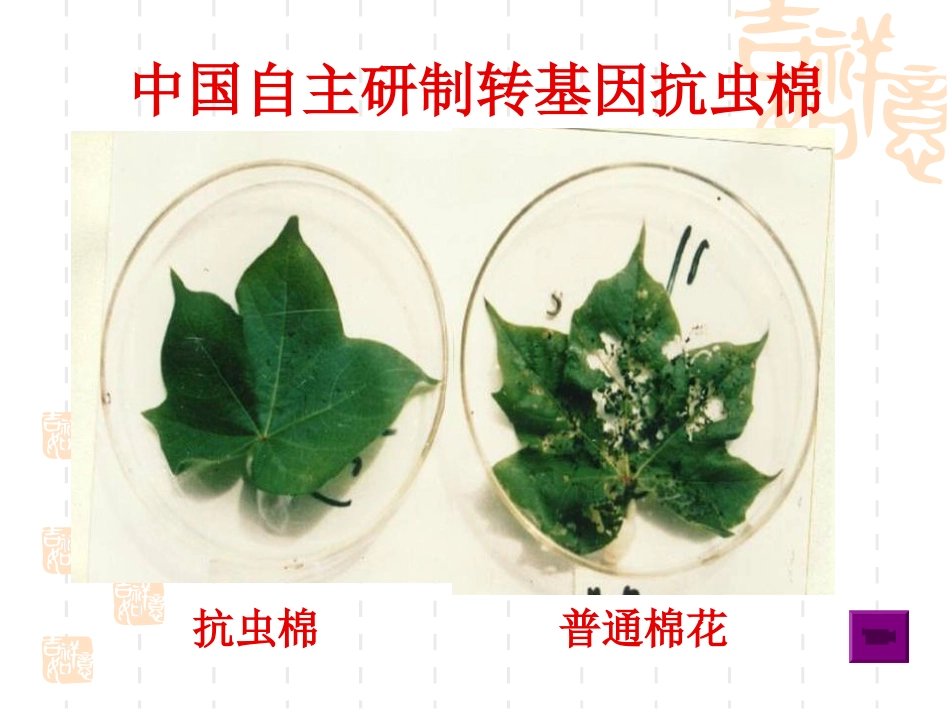 第1节基因工程的基本原理和技术_第3页