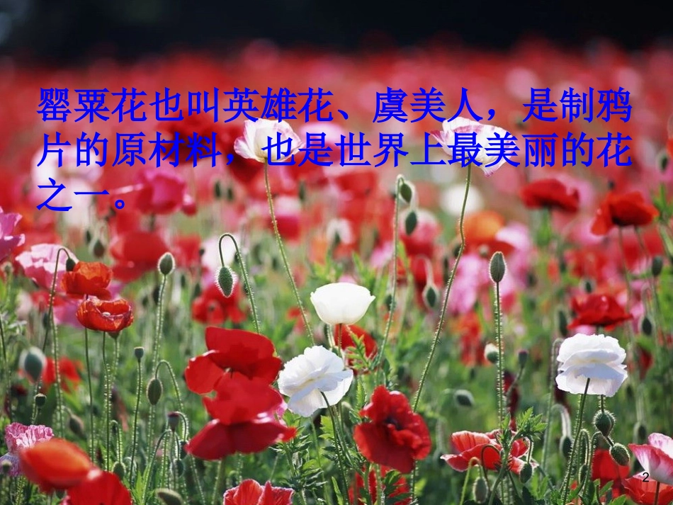 珍爱生命拒绝毒品——隆德县第一小学——李鹏强_第2页