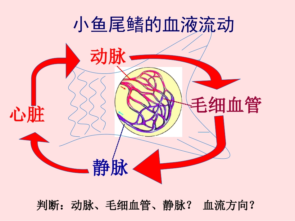 第14章-第1节-人体内物质的运输-课件(24张PPT)-212945_第2页